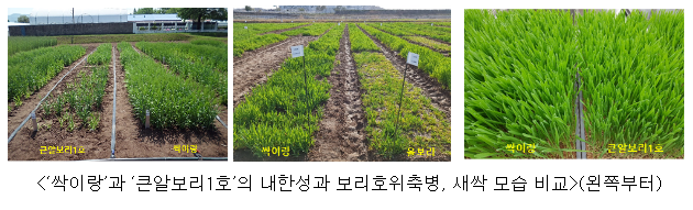 새싹, 보리밥 용도로 딱 좋은 ‘싹이랑’ 신청하세요 새싹, 보리밥 용도로 딱 좋은 ‘싹이랑’ 신청하세요