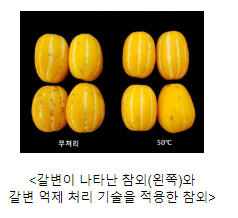 참외 껍질 ‘갈변의 비밀’ 세계 최초로 밝혀_농촌진흥청 참외 껍질 ‘갈변의 비밀’ 세계 최초로 밝혀_농촌진흥청