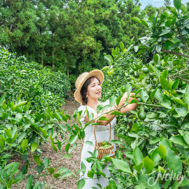  제주 감귤체험 보메와산 제주도 풋귤 청귤 체험