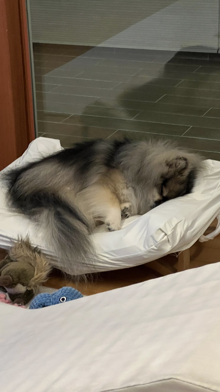  발 모으고 자는 꾸꾸