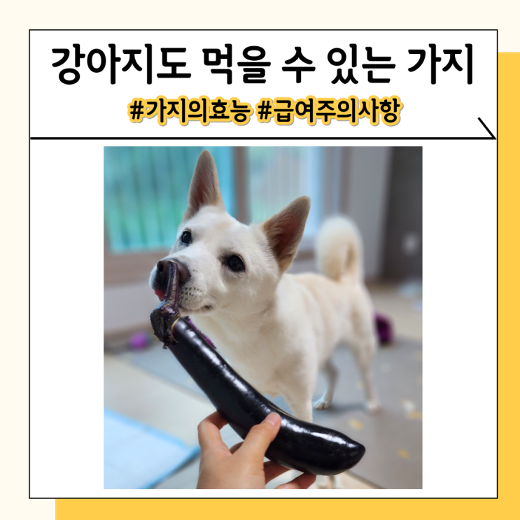 강아지 가지 채소 간식으로 급여시 효능과 주의사항 강아지 가지 채소 간식으로 급여시 효능과 주의사항