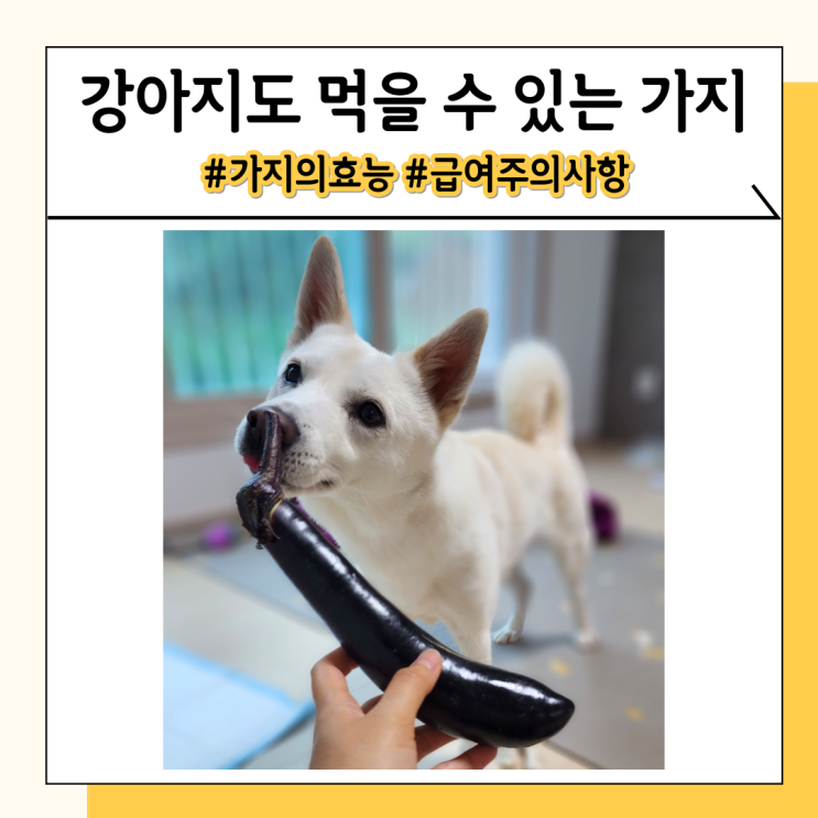 강아지 가지 채소 간식으로 급여시 효능과 주의사항