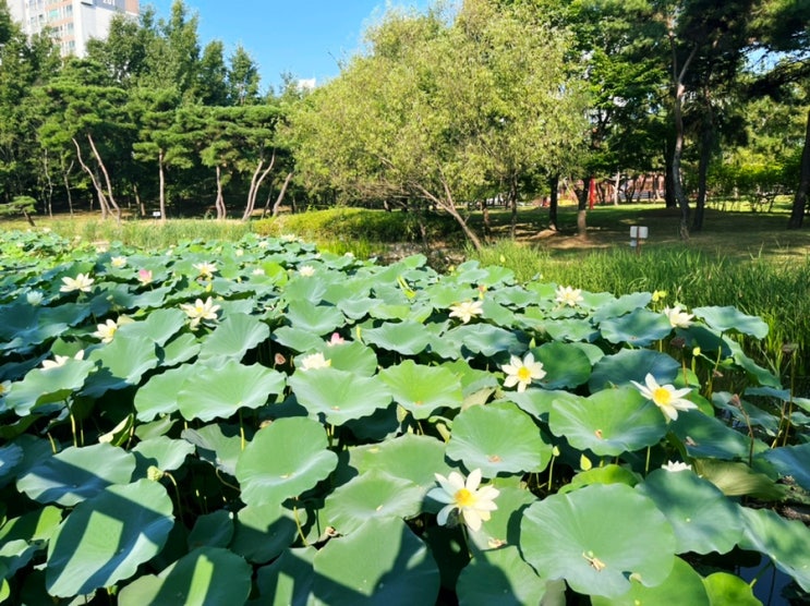  송도 미추홀공원에 주차하고 생태마당과 다래원에서 연꽃 구경했어요!