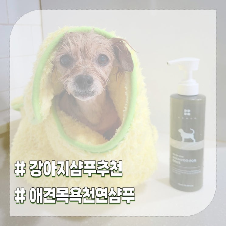 강아지 샴푸 노견 피부각질 애견목욕 머드샴푸 추천