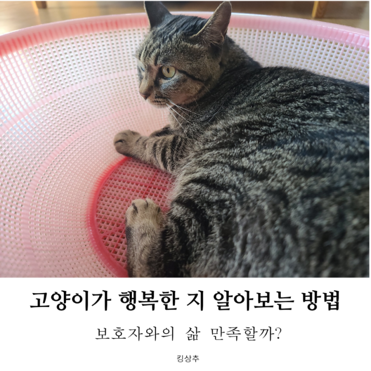  우리 고양이는 나랑 사는 게 좋을까? 고양이 행복지수 알아보는 방법 고양이가 행복할 때