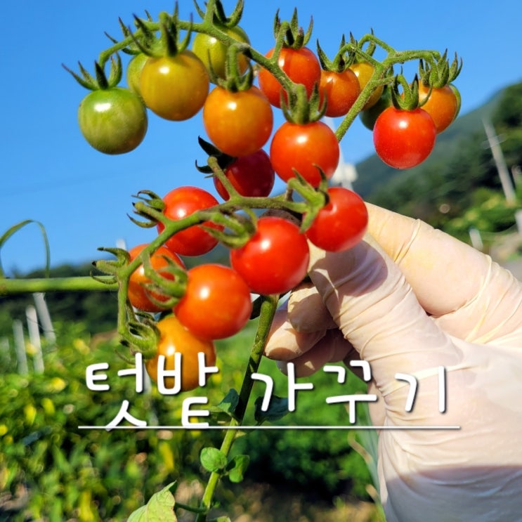  태풍후 방울토마토 폭염속에 텃밭가꾸기