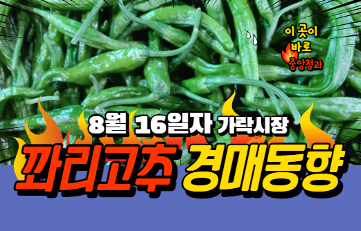  [경매사 일일보고] 8월 16일자 가락시장 꽈리고추 경매동향을 살펴보겠습니다!