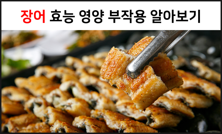  장어 효능 영양 부작용 알아보기