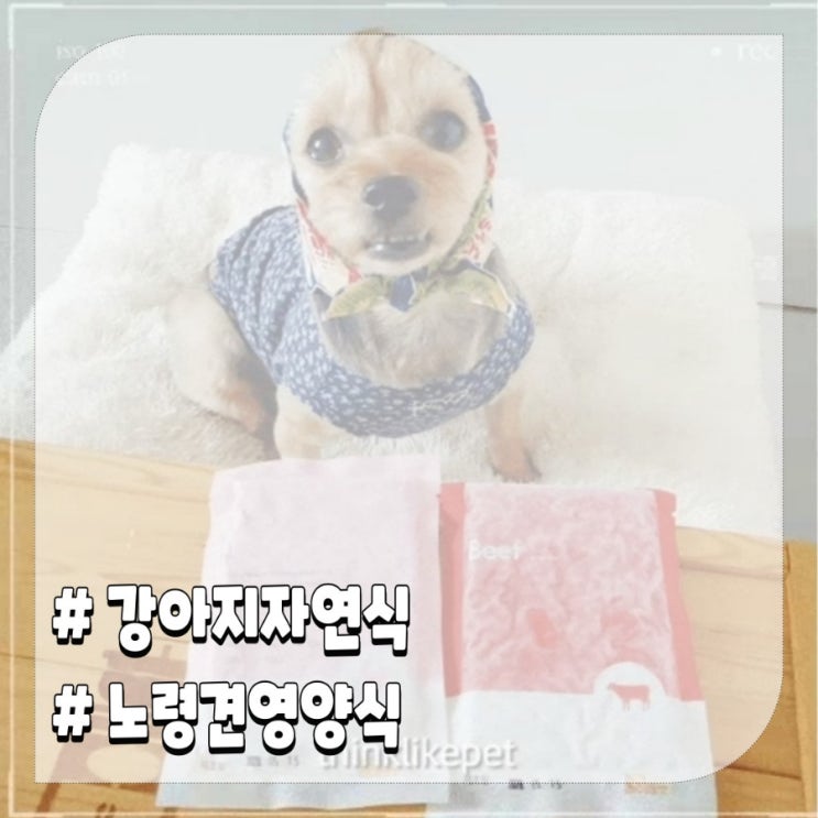  강아지 습식사료 기호성 좋은 노령견 영양식 급여 후기