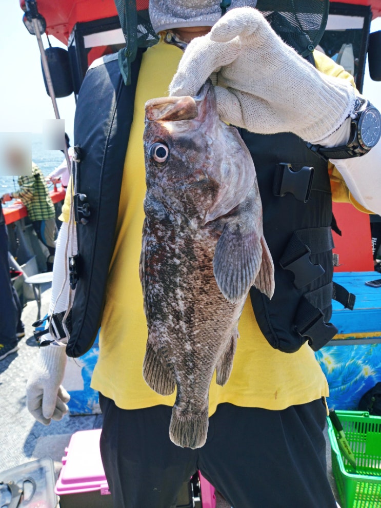  영흥도배낚시 외수질 바다낚시 손맛최고!! 영동2호 후기