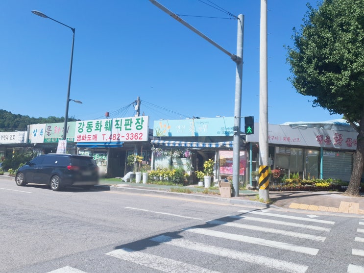  초보식집사일지 : 싱싱한 생화를 도매가에 살 수 있는 곳, 강동화훼직판장