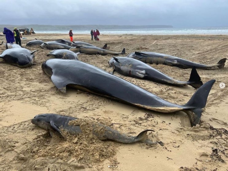 <b>민변</b>, ‘고래(whale)를 <b>청구</b>인으로 하는 <b>헌법 소원</b> 심판 <b>청구</b>... 