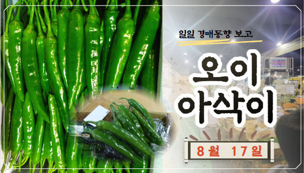  [경매사 일일보고] 8월 17일자 가락시장 오이아삭이 경매동향을 살펴보겠습니다!