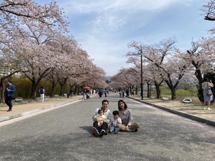 나무, 열매아빠 육아일기(36) - 올해 벚꽃놀이는 성공적.