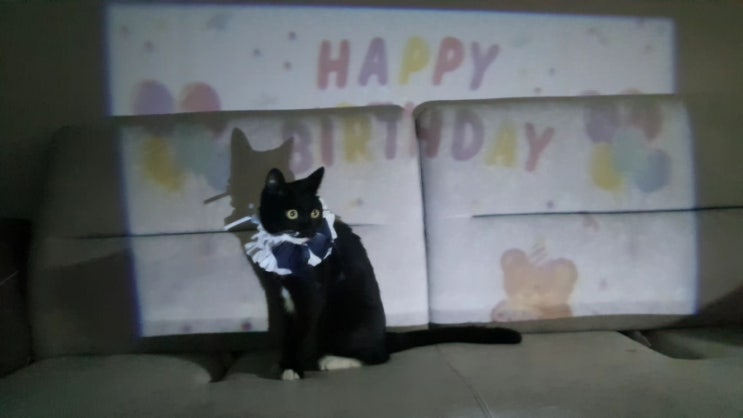 구조한 새끼길고양이의 조촐한 생일파티~ 다이소 파티빔