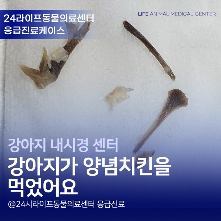 강아지닭뼈 먹었을 때 : 대구 강아지 내시경 강아지가 양념치킨을 먹었어요 강아지닭뼈 먹었을 때 : 대구 강아지 내시경 강아지가 양념치킨을 먹었어요