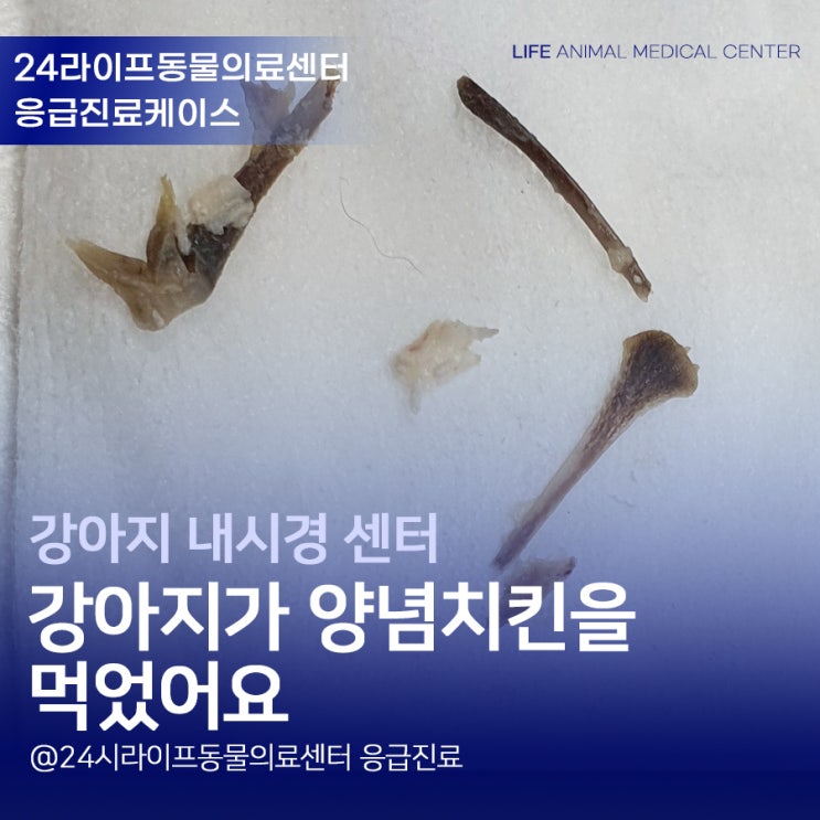 강아지닭뼈 먹었을 때 : 대구 강아지 내시경 강아지가 양념치킨을 먹었어요