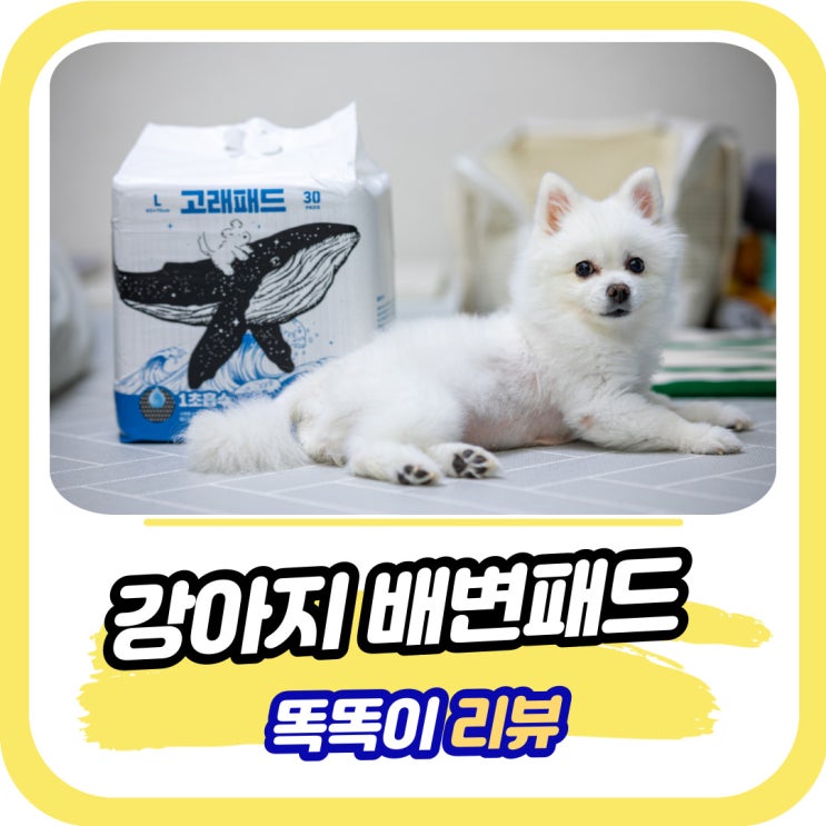 강아지 배변패드 대형 흡수력 좋은 고래패드