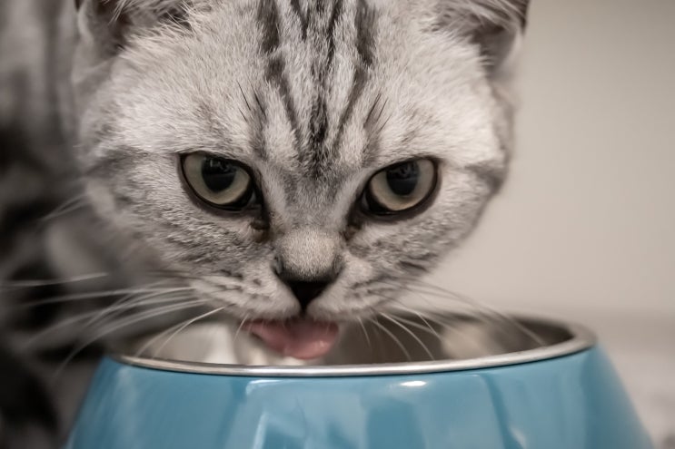 고양이가 먹으면 안되는 음식 5가지