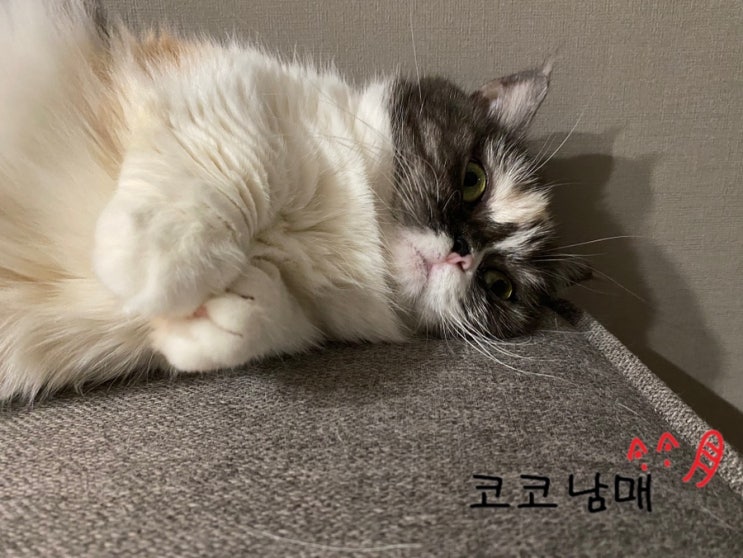  운동?하는 동안의 고양이
