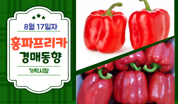  [경매사 일일보고] 8월 17일자 가락시장 홍파프리카 경매동향을 살펴보겠습니다!