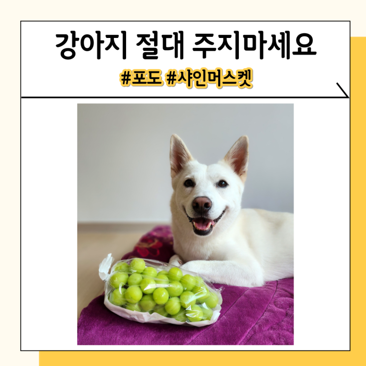강아지 포도나 샤인머스켓 먹으면 나타날 수 있는 증상과 대처방법 강아지 포도나 샤인머스켓 먹으면 나타날 수 있는 증상과 대처방법