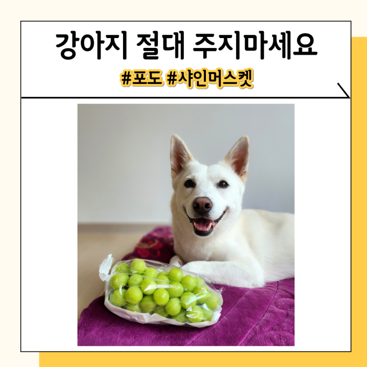 강아지 포도나 샤인머스켓 먹으면 나타날 수 있는 증상과 대처방법