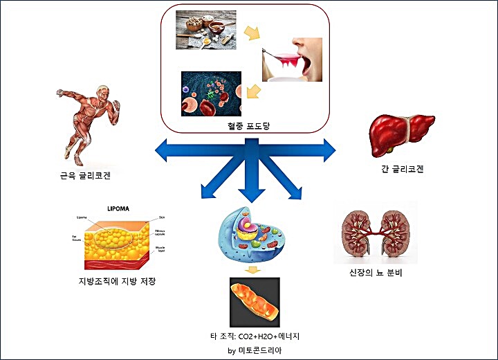 혈당의 대사 경로