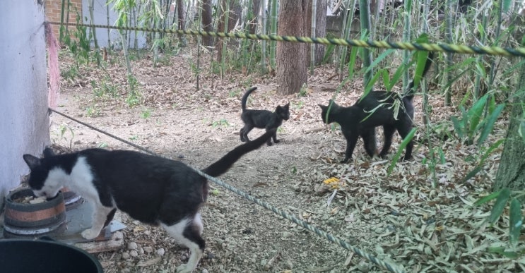  길고양이 밥 자리 공유하는 길냥이 가족