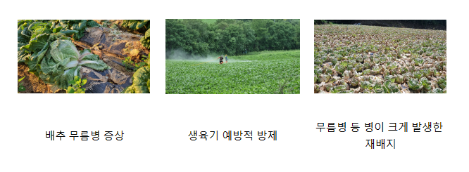 농진청, 고랭지 배추·무 ‘무름병’ 방제 철저 당부 농진청, 고랭지 배추·무 ‘무름병’ 방제 철저 당부