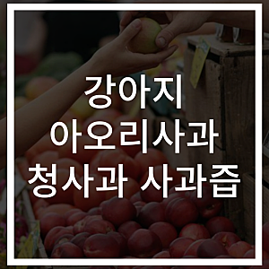 강아지 아오리사과 청사과 사과즙 먹어도 될까
