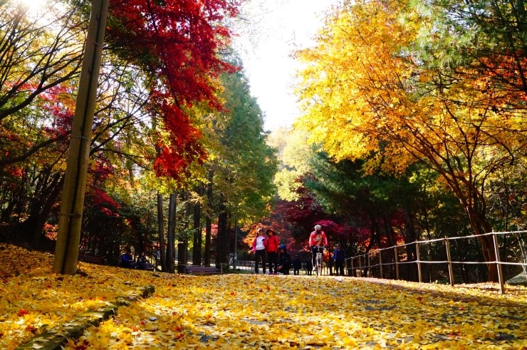 대전 보물산에서 열리는 보문산 '숲속 <b>열린음악회</b>... 