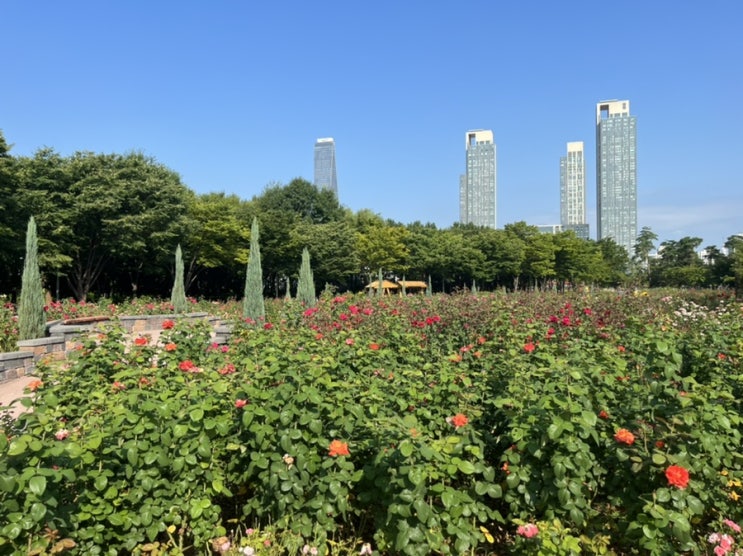  인천 송도 가볼만한 곳! 해돋이공원 장미원 다녀왔어요~