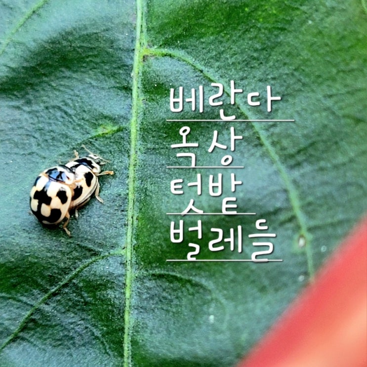  베란다 옥상 텃밭 벌레들 관찰