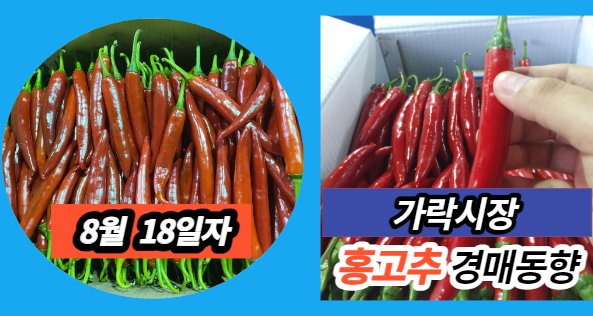  [경매사 일일보고] 8월 18일자 가락시장 홍고추 경매동향을 살펴보겠습니다!