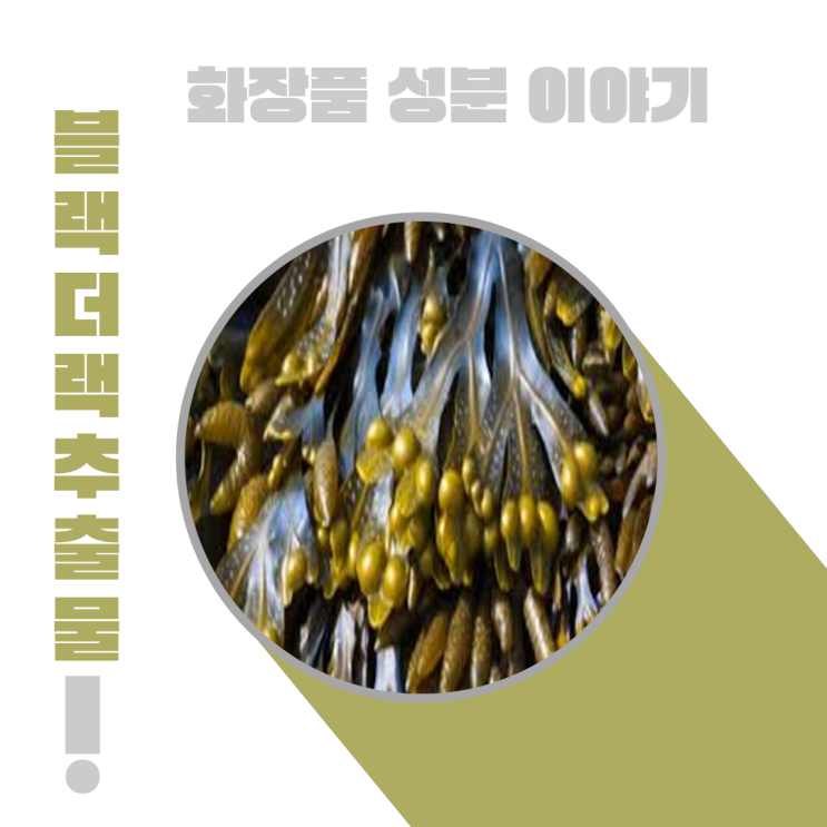  화장품 성분 이야기: 블랙더랙 추출물 [Fucus Vesiculosus  Extract ]