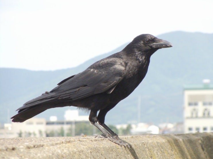 까마귀의 귀환 까마귀의 귀환