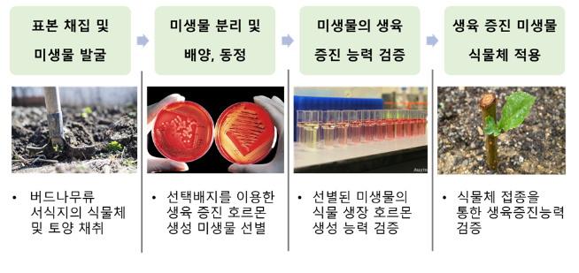 기후변화 대응 기능성 미생물을 이용한 버드나무 생육 증진 연구 추진 기후변화 대응 기능성 미생물을 이용한 버드나무 생육 증진 연구 추진
