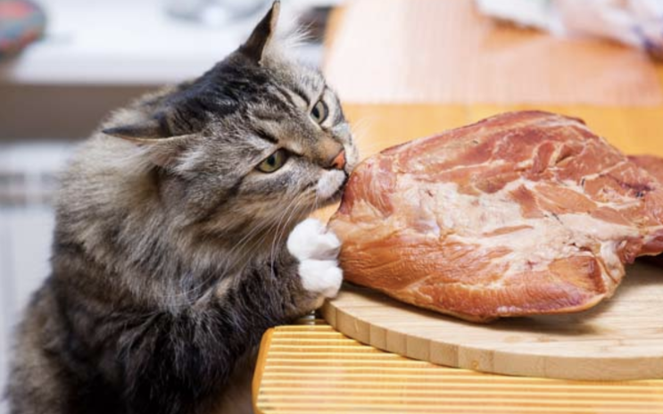  노묘와 영양. 노묘 사료 급여 방법 Feeding Mature, Senior, Geriatric Cats (노령 고양이 고단백 식단 관리. 돌봄)