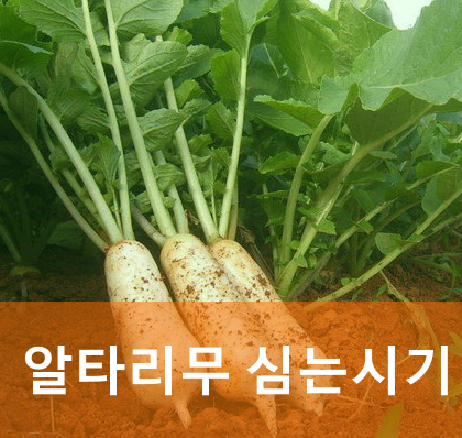 알타리심는시기 파종시기! (알타리무 수확시기 효능 김장 알타리무우 총각무)