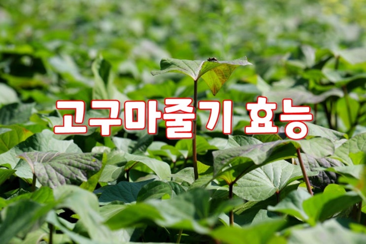  고구마줄기 효능 뿌리부터 잎까지 버릴게 하나도 없네!!