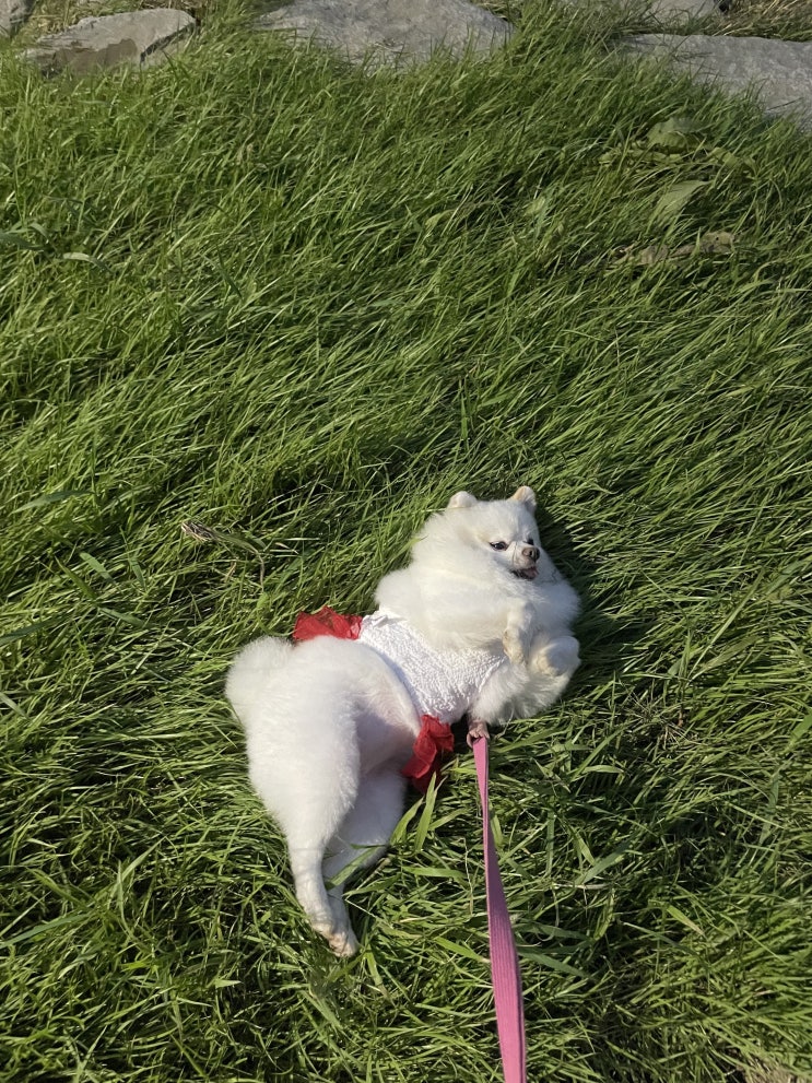  강아지 지렁이 댄스 몸 비비는 이유?