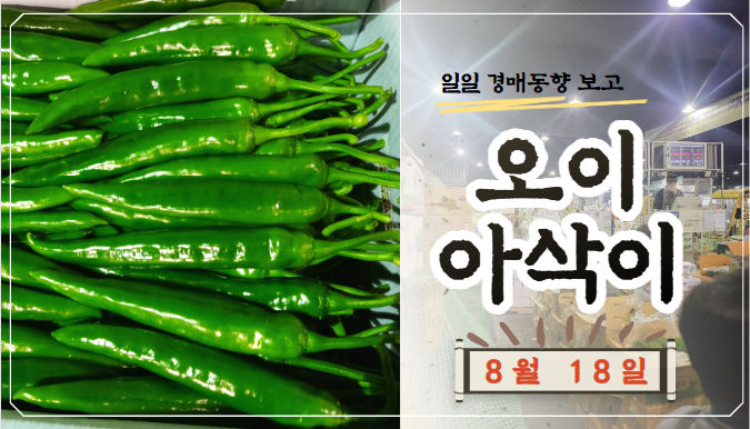  [경매사 일일보고] 8월 18일자 가락시장 오이아삭이 경매동향을 살펴보겠습니다!