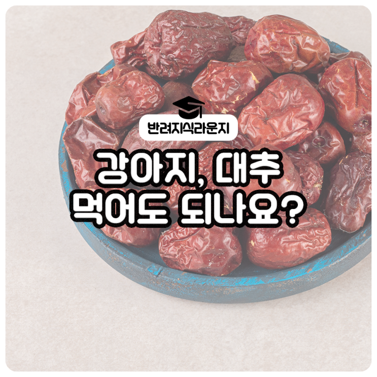  강아지, 대추 먹어도 되나요? 효능 및 주의할 점