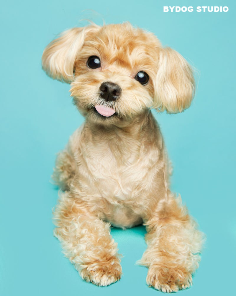 WIDE PACKAGE: 강아지화보.강아지프로필.강아지사진관.반려견사진촬영.강아지돌사진.애견사진 : 네이버 블로그, image size:800x1000