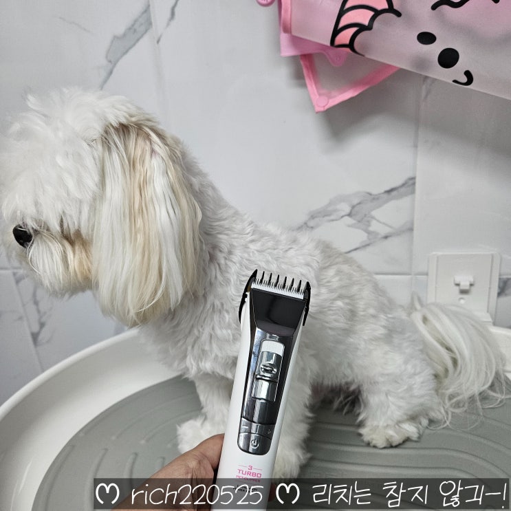  [바비온 바리깡] 말티즈 셀프미용 엄마 살롱 후기