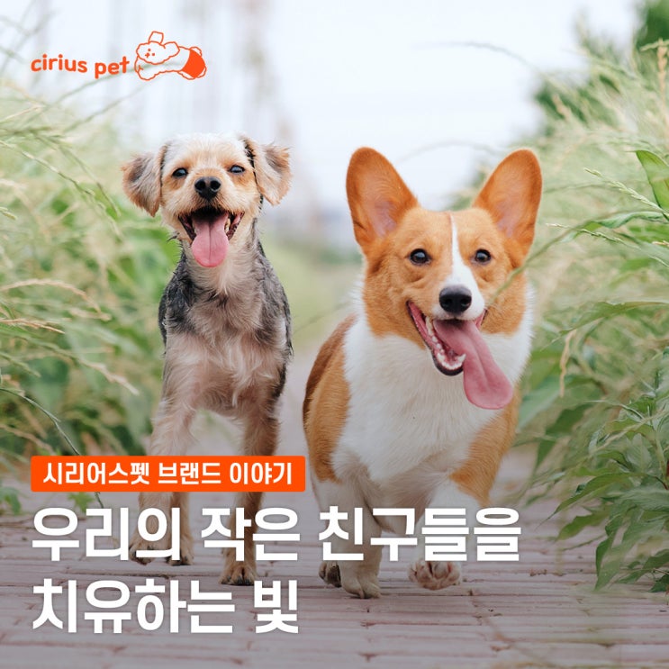  안녕하세요. 슬개골 튼튼 시리어스펫입니다 :)