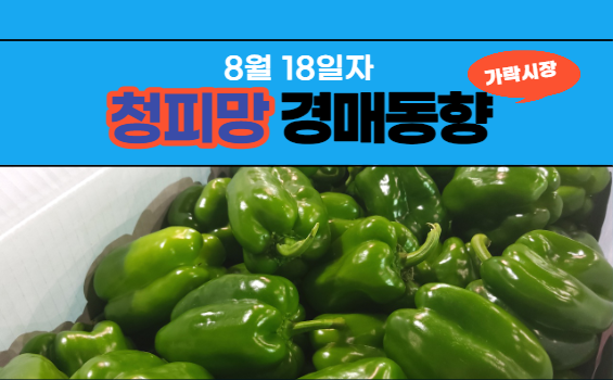  [경매사 일일보고] 8월 18일자 가락시장 청피망 경매동향을 살펴보겠습니다!