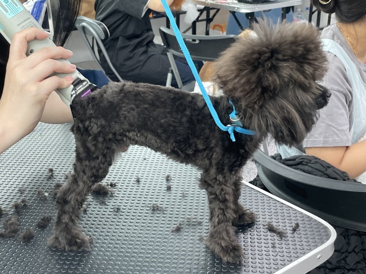  펫미용 중 강아지 위생 미용, 전체 미용이 뭘까?