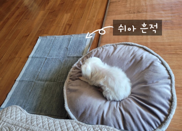 강아지 배변패드(숯함유, 초강력흡수제)추천️